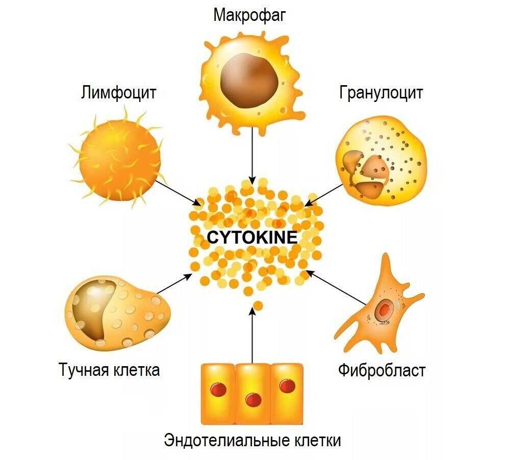 Основные цитокины, участвующие в иммунном ответе: роль и свойства