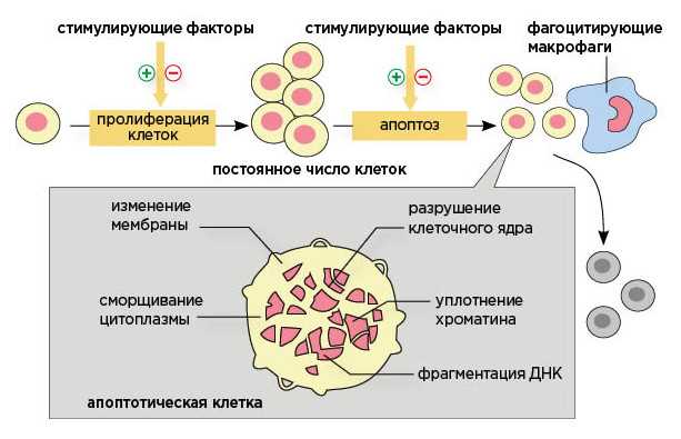 Некроз клетки: механизмы и последствия