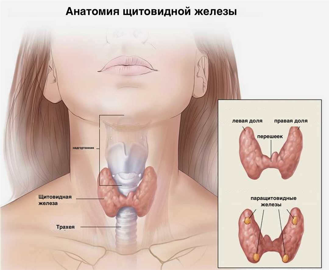 Патологические процессы в области щитовидной железы: причины, симптомы и лечение