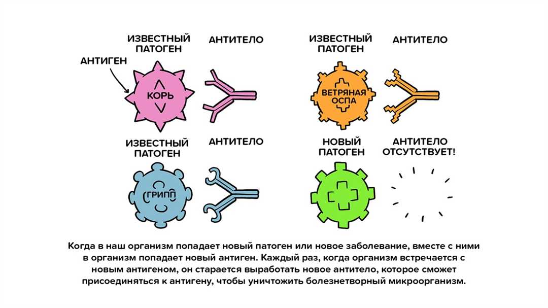 Первичный иммунный ответ после введения антигена: ключевые моменты и причины развития