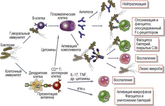 Приобретенный иммунитет и его роль в организме