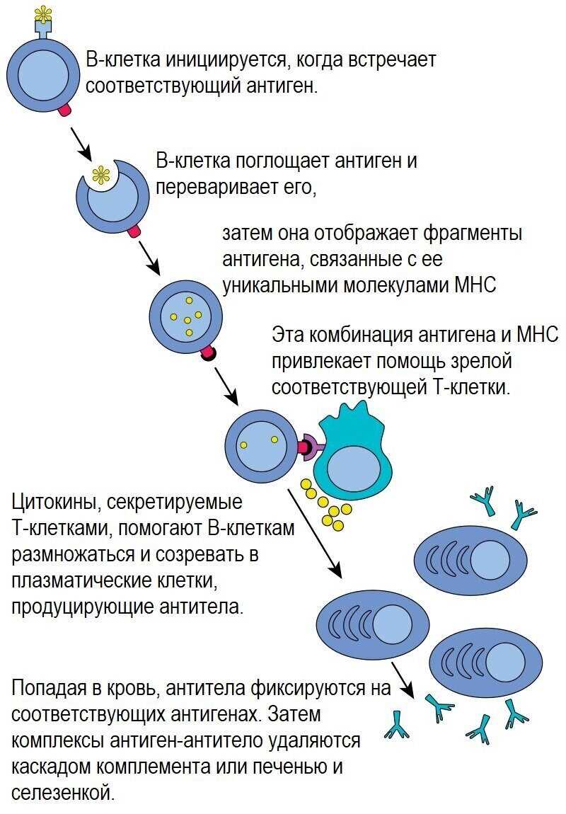 Регуляция иммунного ответа антителами