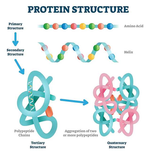 Основные уровни организации белков: