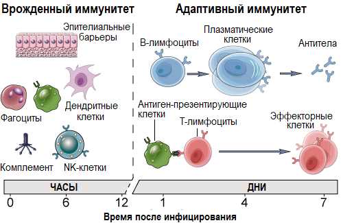 Разновидности иммунного ответа