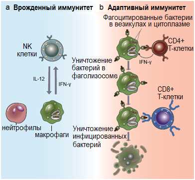 Особенности дендритных клеток в адаптивном иммунном ответе