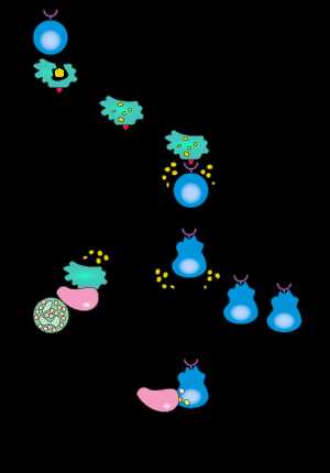 Разнообразие клеток в адаптивном иммунном ответе