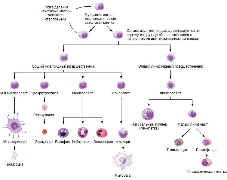 Роль лимфоцитов в адаптивном иммунном ответе