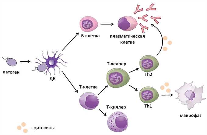 Роль клеток в адаптивном иммунном ответе: обзор и особенности