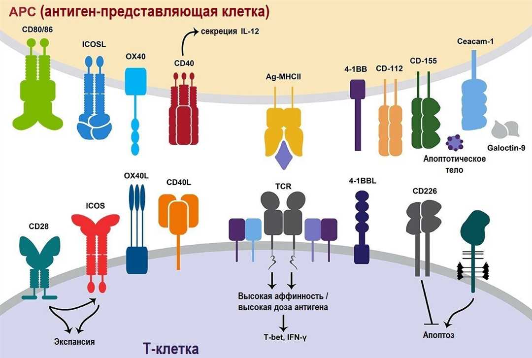Роль лимфоцита в иммунном ответе и переносе кислорода