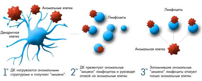 Роль плазматических клеток в иммунном ответе: основные функции и механизмы действия