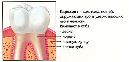 Профилактика зубного камня и пародонтита