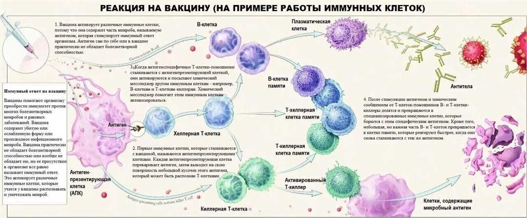 Роль Т-лимфоцитов в иммунном ответе