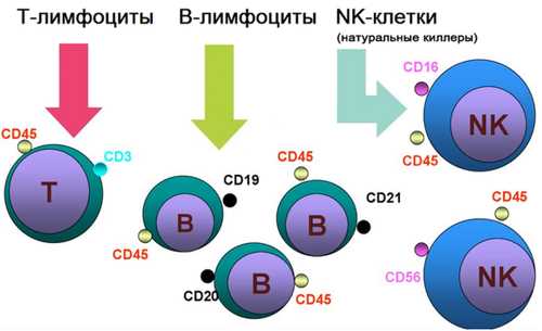 Т-лимфоциты: роль в иммунном ответе и защите организма