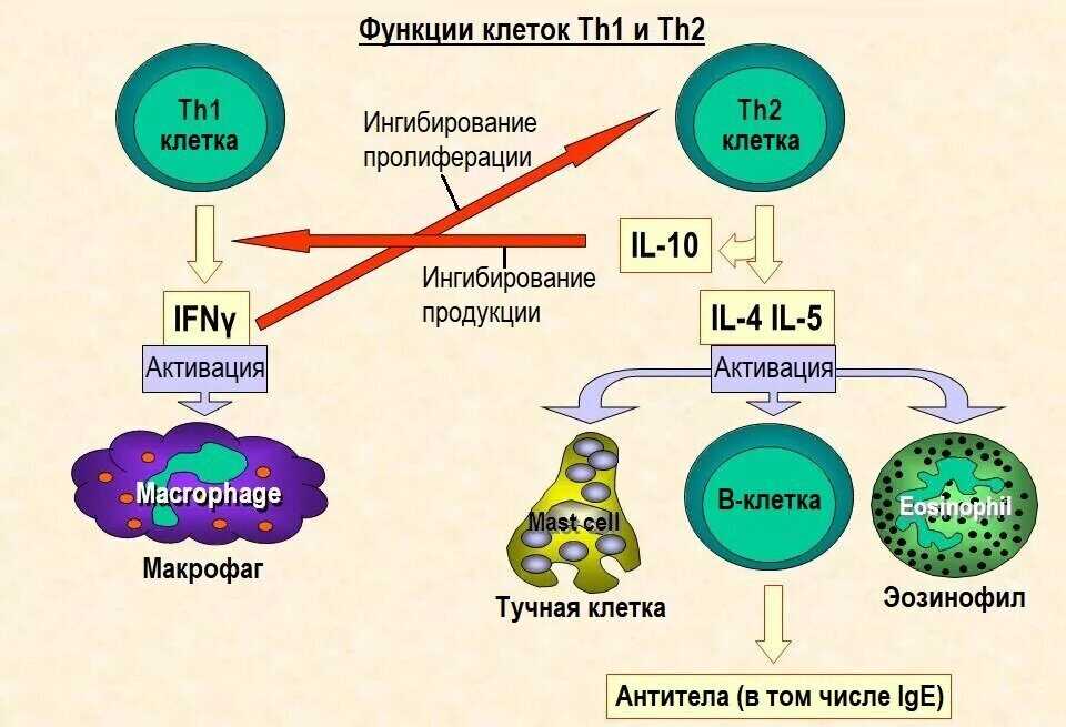 Th1 и Th2: их роль в иммунном ответе и механизмы взаимодействия