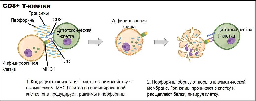 Механизмы взаимодействия цитотоксических клеток с инфицированными клетками