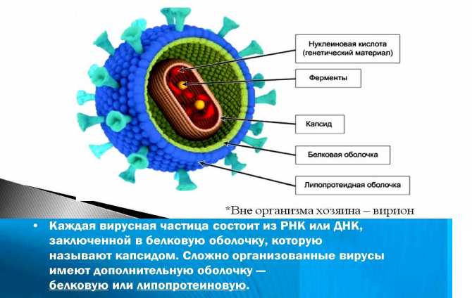 Как влияют вирусные агенты на организм