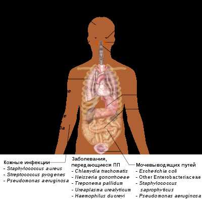 Влияние бактериальных инфекций на организм человека: симптомы, лечение, последствия