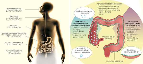 Влияние микроорганизмов на здоровье: патологические процессы в макроорганизме