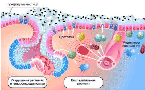 Воспаление как комплексный биологический процесс и его воздействие на регенерацию тканей
