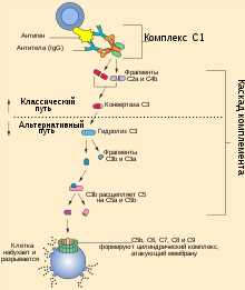 Взаимодействие антител с антигенами