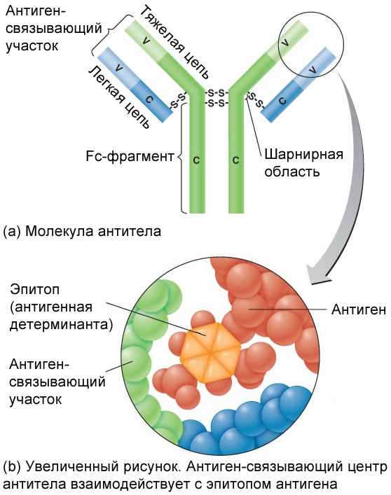 Различные классы антител