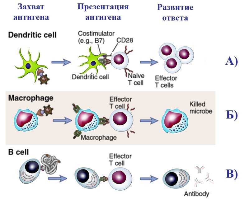 Вклад иммунокомпетентных клеток